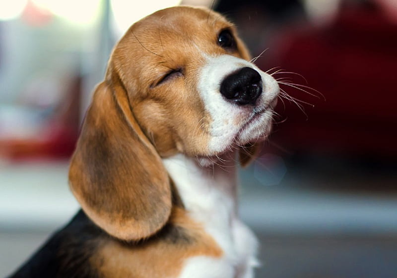 Dog - beagle, pretty, lovely, playful dog, pay, playful, bonito, sweet, dog  face, HD wallpaper | Peakpx