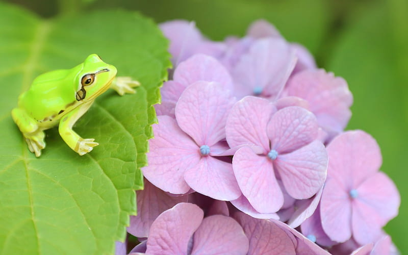 Frog, hydrangea, green, amphibian, flower, pink, HD wallpaper