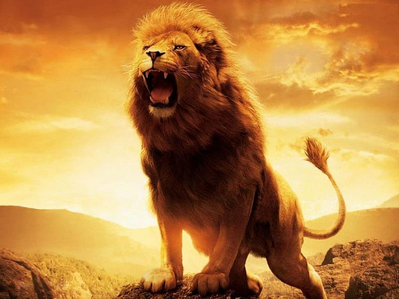 The Lion's King, wilderness, predator, sunset, cat, sky, artwork, HD wallpaper