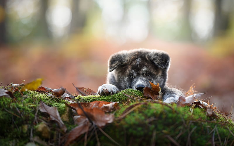 Shiba Inu, puppy, pets, forest, cute dog, dogs, Shiba Inu Dog, HD wallpaper