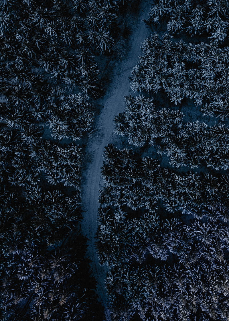 forest, road, aerial view, tops, winding, HD phone wallpaper