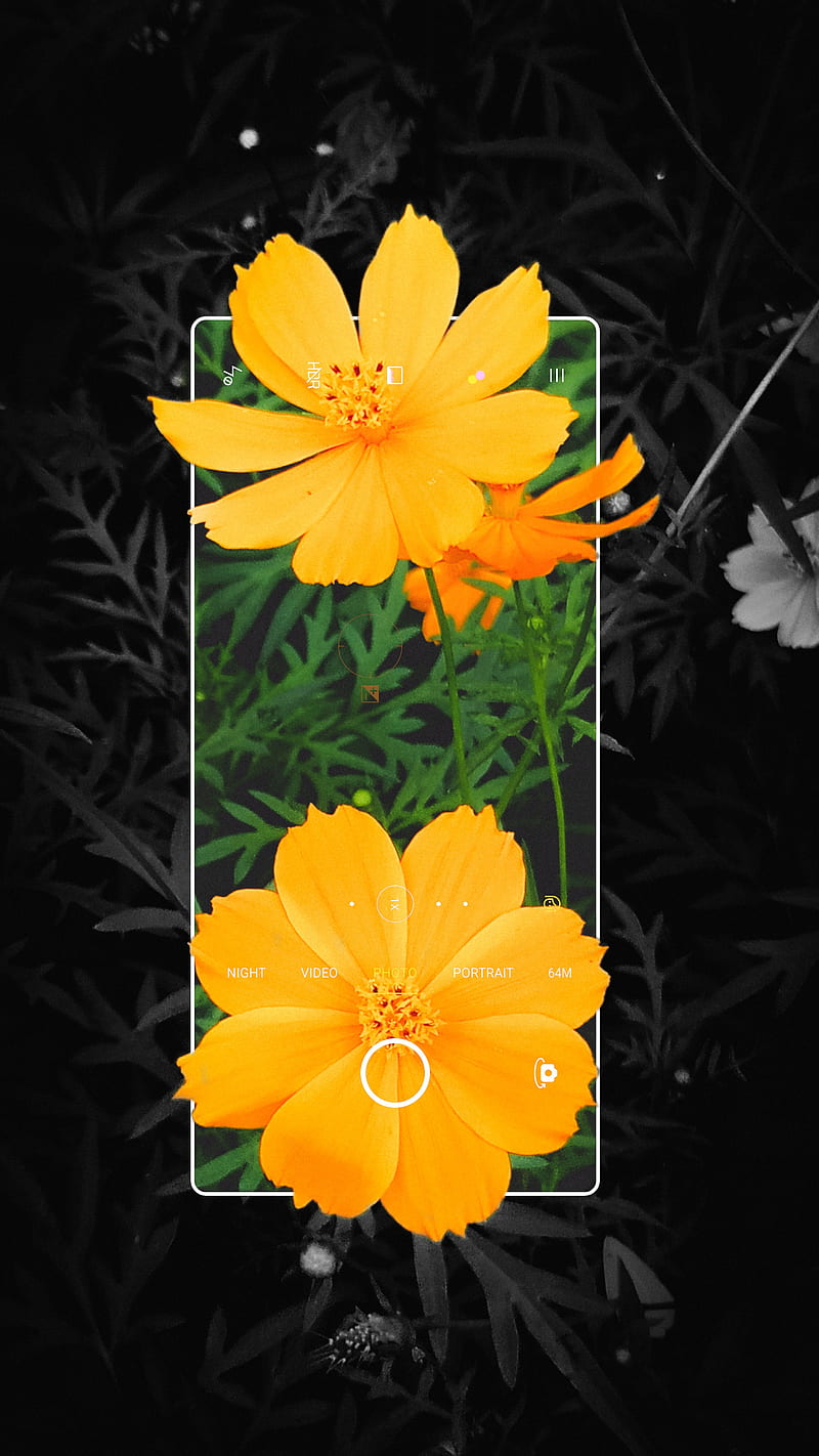 3D Flower, leaf, mobile frame, nature, graohy, raipur, vintage,  yuphoriaryan, HD phone wallpaper | Peakpx