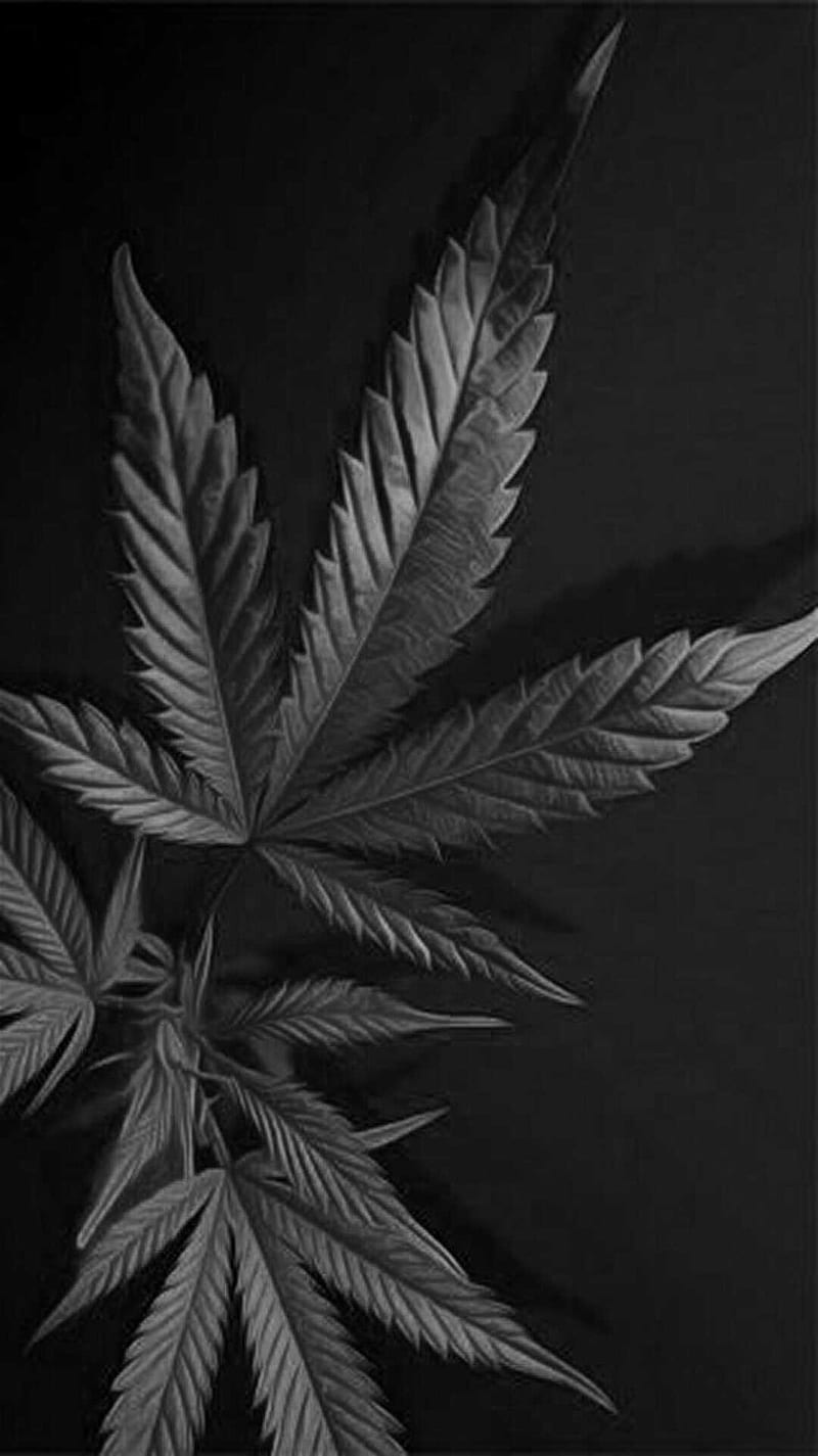 weed leaf black background
