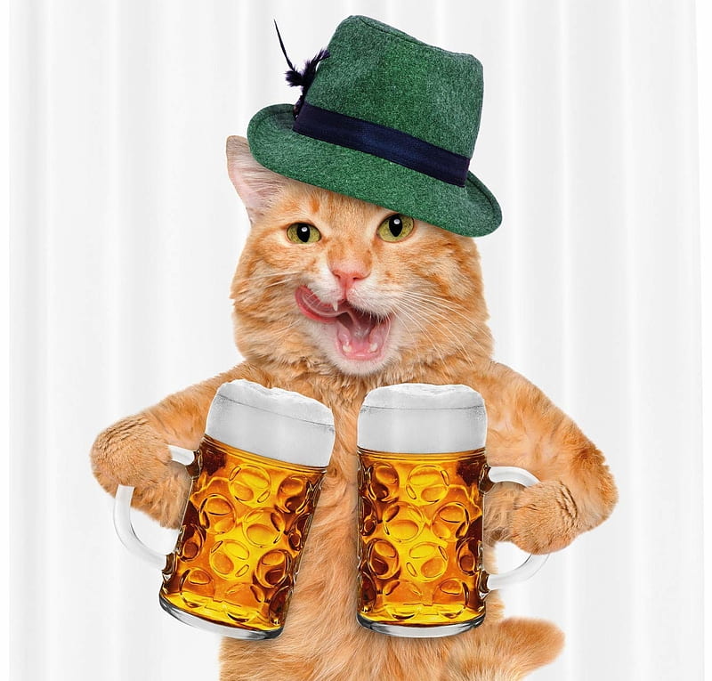 :D, green, ginger, pisici, cat, beer, halba, hat, bere, orange, funny, HD wallpaper