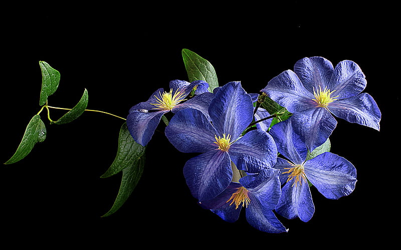 Blue clematis, Macro, Petals, Clematis, Blue, HD wallpaper