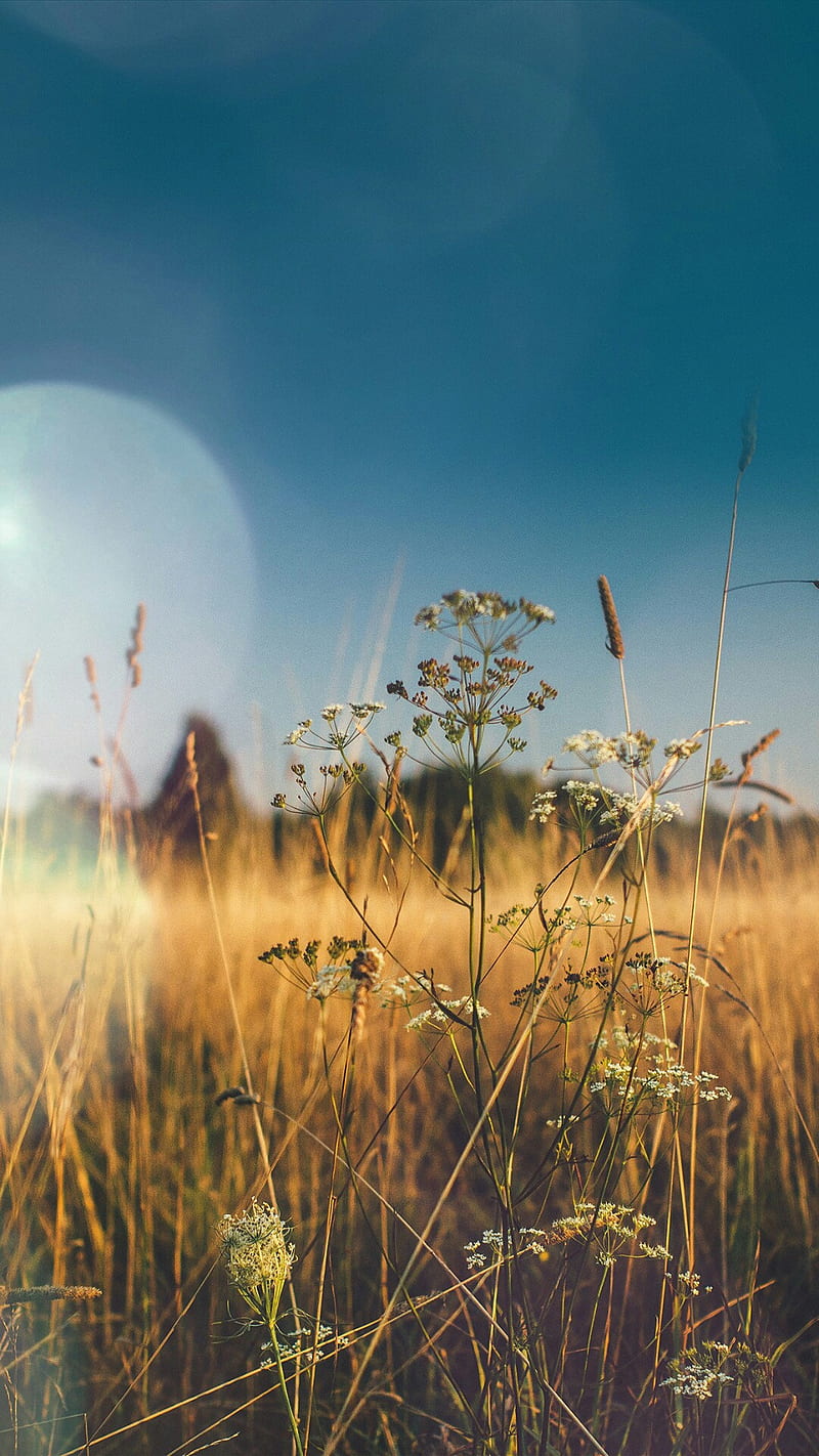 Lens Flare flowers, grass nature, sky, summer, HD phone wallpaper | Peakpx