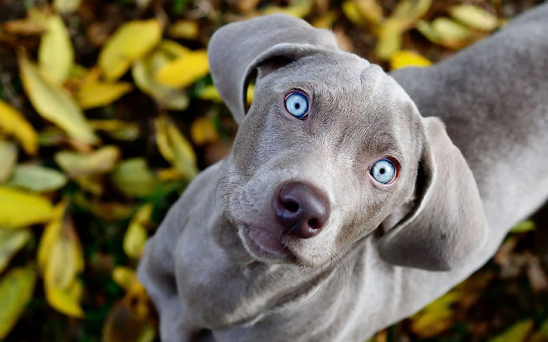 Weimaraner Dog, blue eyes, muzzle, close-up, pets, cute animals, dogs, Weimaraner, HD wallpaper