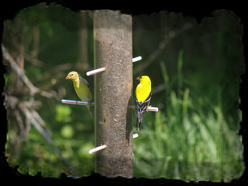 American Goldfinch Pair, canary, animal, birdfeeder, graphy, bird, avian, wildlife, goldfinch, HD wallpaper