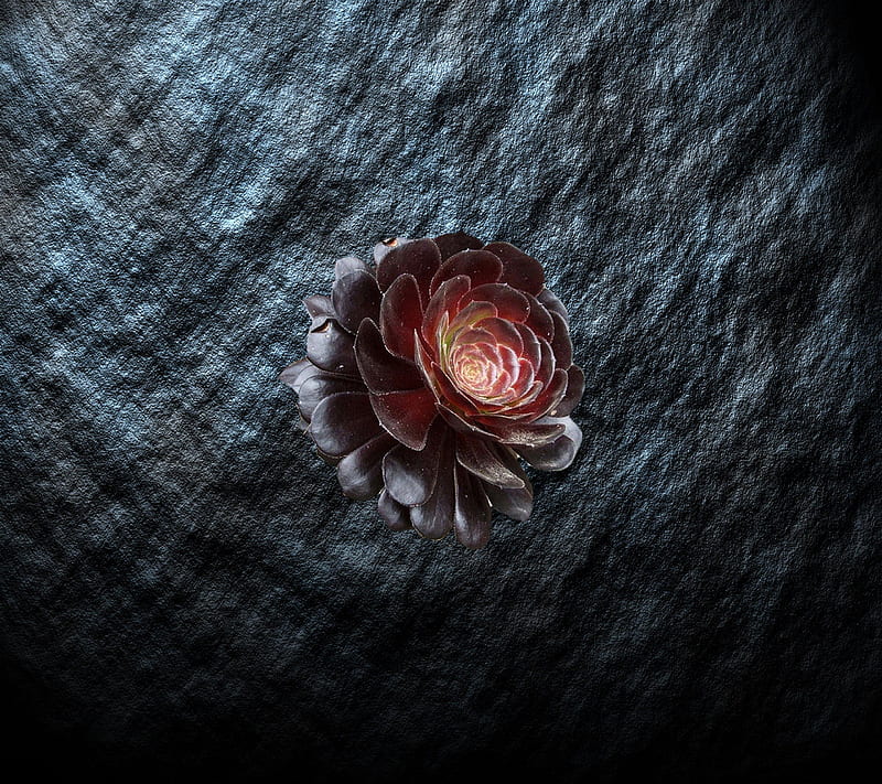 Black Rose, flower, HD wallpaper