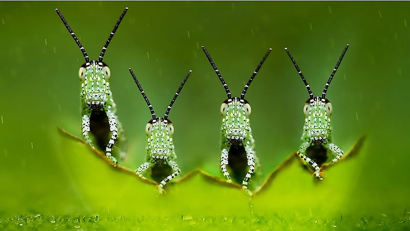 Grasshoppers Locusts Macro, HD wallpaper