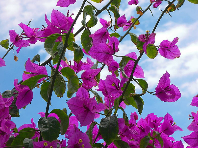 Bougainvillea Flowers~For Bonnie, background, sky, clouds, purple, bonnie, flowers, vines, petals, bougainvillea, HD wallpaper