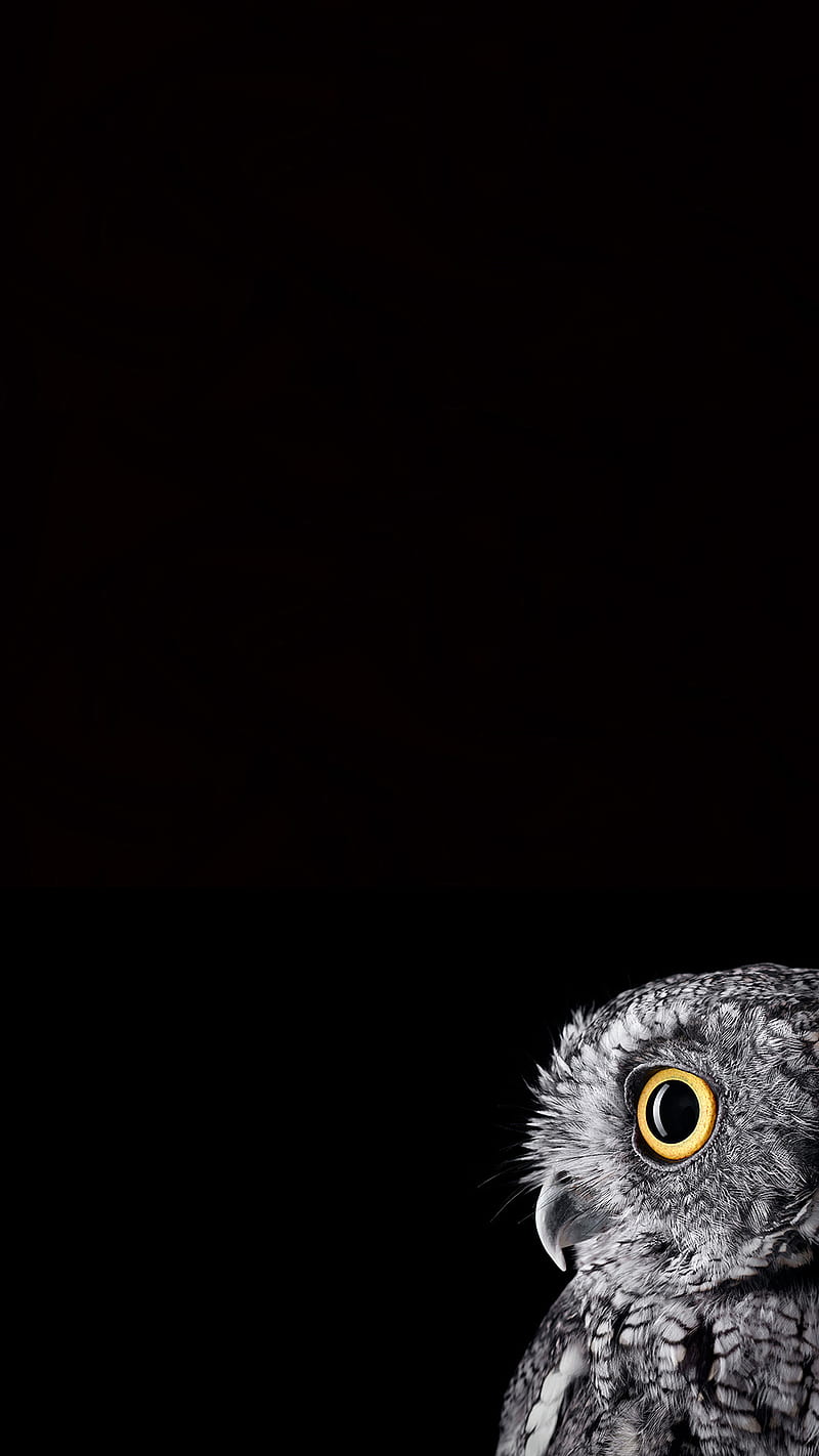 Amoled black owl, eagle, eyes, gray, owls, HD phone wallpaper
