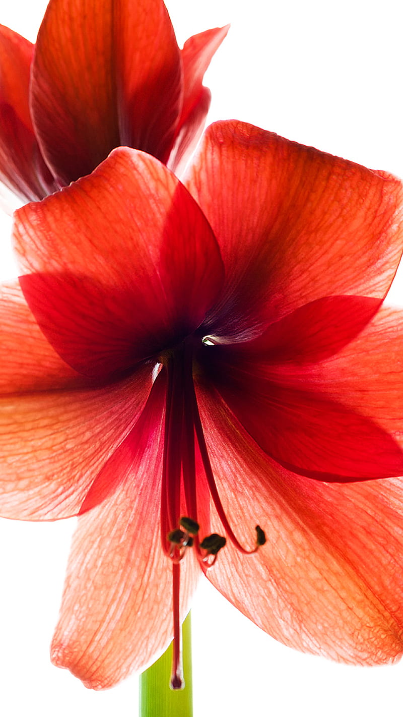 Amaryllis, flower, red, white, HD phone wallpaper