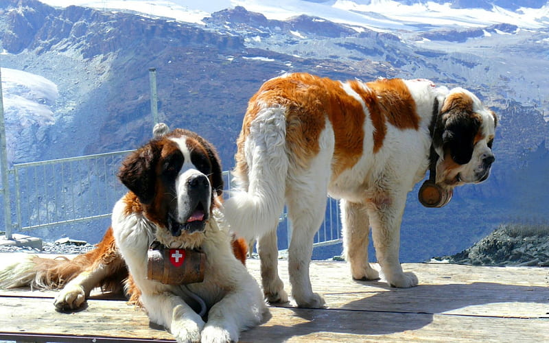 Two St. Bernards, bonito, big, two, dogs, HD wallpaper