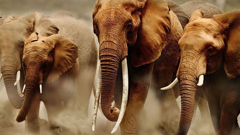 Elephants, Animal, Herd, African Bush Elephant, HD wallpaper