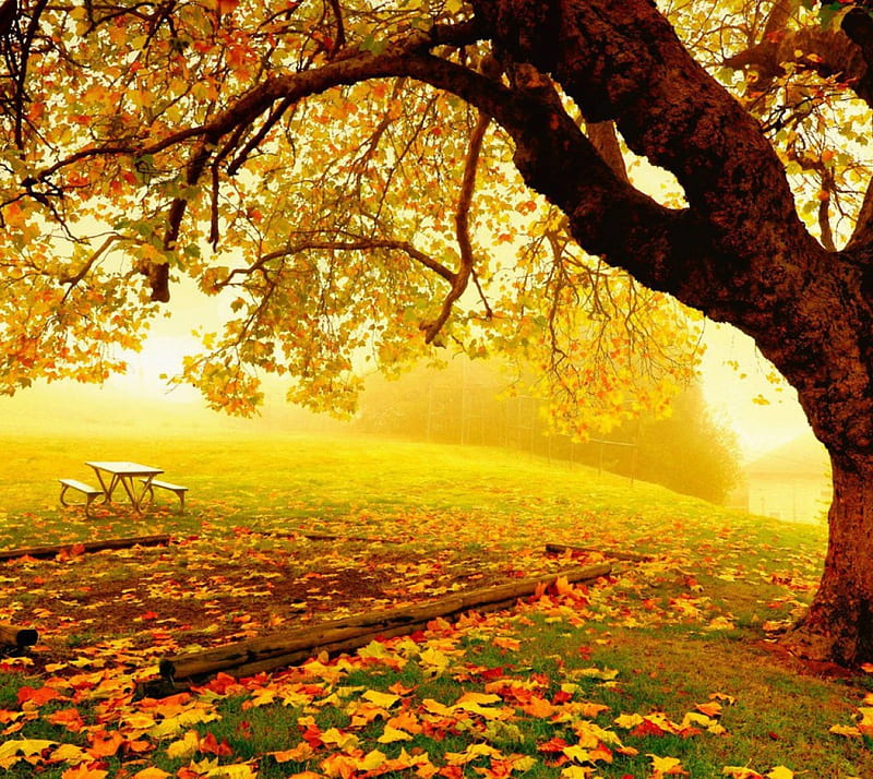 Autumn Garden, leaves, nature, tree, HD wallpaper | Peakpx