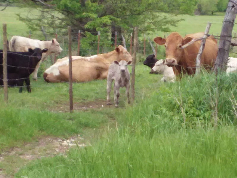 Cattle, cow, nature, ranch, farm, HD wallpaper