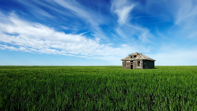 abandoned cabin in green wheat fields, green, fields, cabin, sky, abandoned, HD wallpaper
