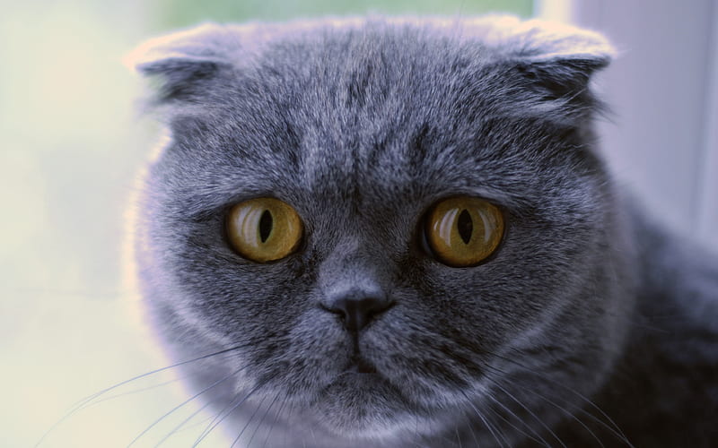 Scottish Fold cat, 4к, gray short-haired cat, cute animals, pets, cats, HD wallpaper