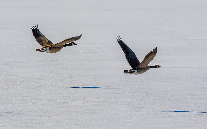 Canada Geese, birds, geese, Canada, flight, HD wallpaper