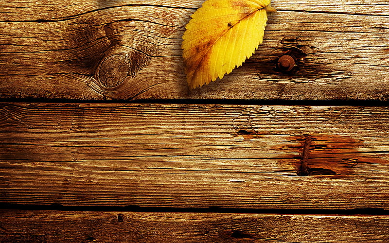 single leaf, fall, autumn, graphy, nature, wood, HD wallpaper