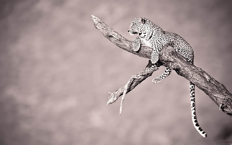 jaguar-Wild Animal, HD wallpaper