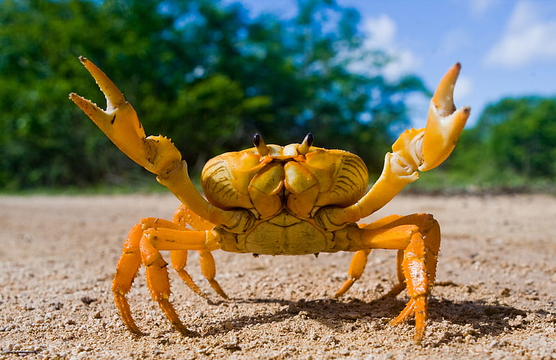 Animal, Crab, HD wallpaper