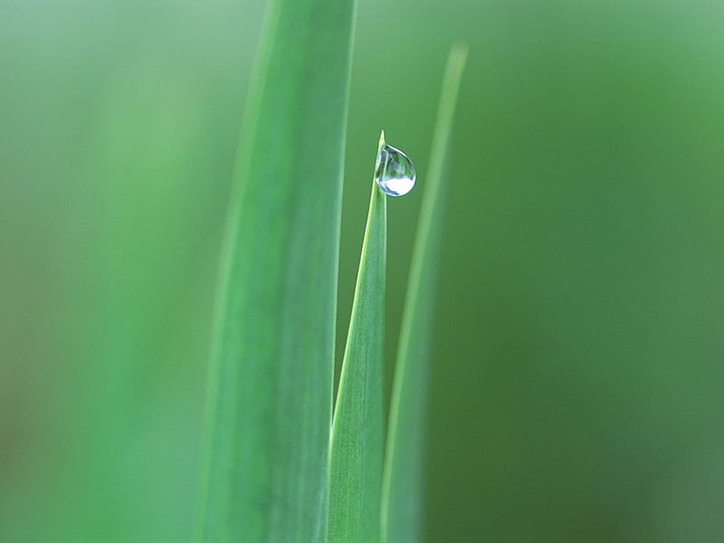 Dewdrop on tip of grass blades, dewdrops, green, grass, nature, blades, drops, HD wallpaper
