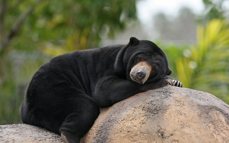 Malayan Sun Bears, bear, lazy bear, teddy bear, Helarctos malayanus, honey bear, HD wallpaper