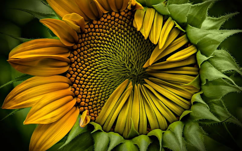closeup of a sunflower r, flower, seeds, petals, r, HD wallpaper
