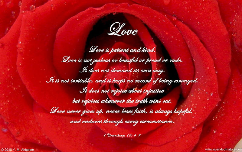 Red Rose with a Bible Verse inside of it, Rose, Love, Sparkle, Red, HD wallpaper
