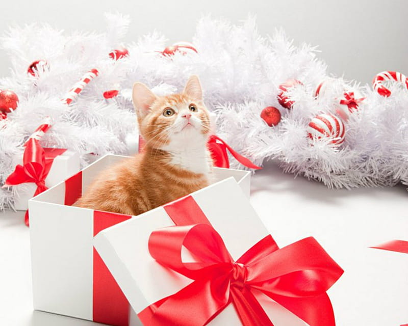 Cute Cat, Christmas, cute, gift, cat, HD wallpaper | Peakpx