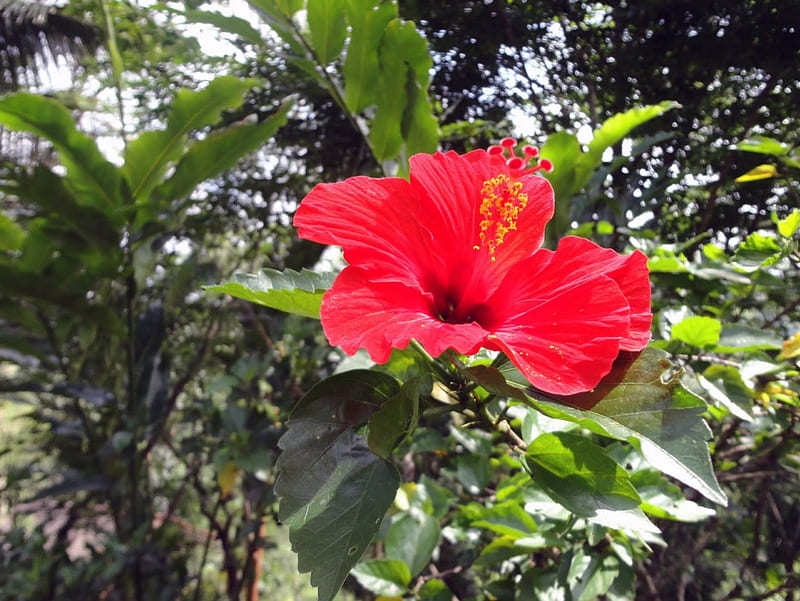 Red Hibiscus, red, hibiscus, plant, leaves, green, large, flower, nature, petals, HD wallpaper