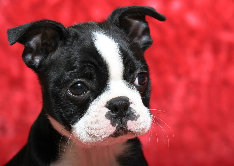 Boston Terrier Puppy, cute, cachorro, animals, puppy, dog, HD wallpaper