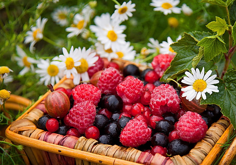 Basket with berries, pretty, raspberries, lovely, grass, bonito, camomile, freshness, daisies, yummy, berries, basket, summer, flowers, garden, nature, HD wallpaper