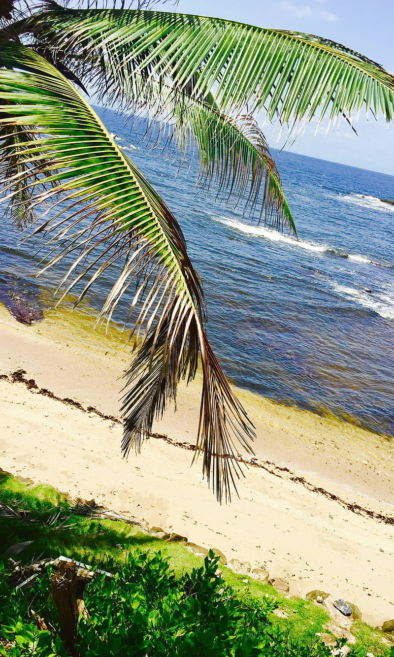 Coconut Tree, caribbean, nature, HD phone wallpaper | Peakpx