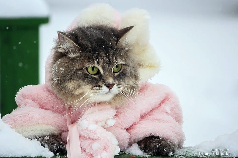 winter, coat, daykiney, pink, cat, pisici, iarna, HD wallpaper