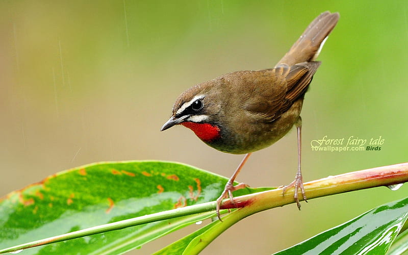 forest birds-Red-throated Robin Siberian Rubythroat wild A, HD wallpaper