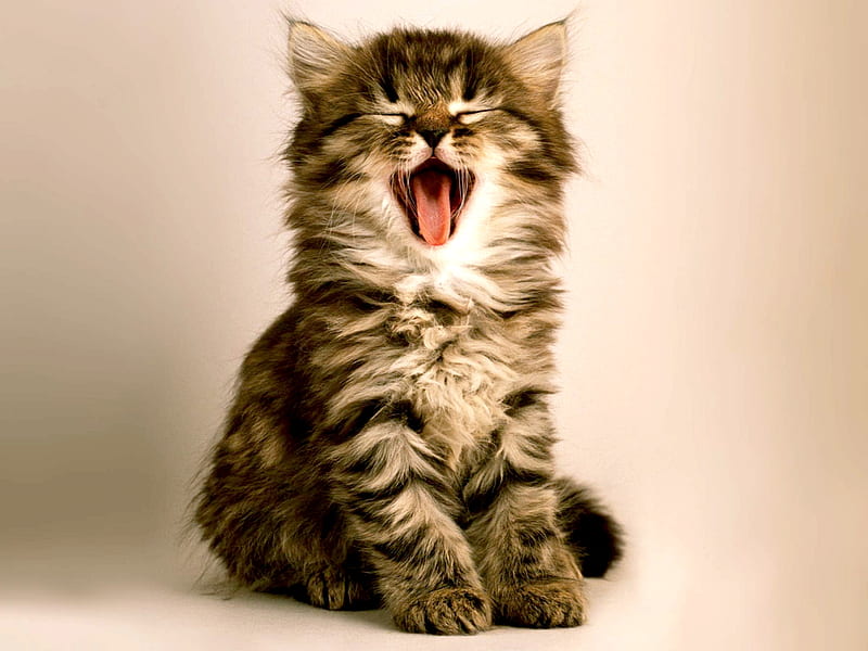 Funny Cat, cats, cute, kitten, kittens, meow, HD wallpaper