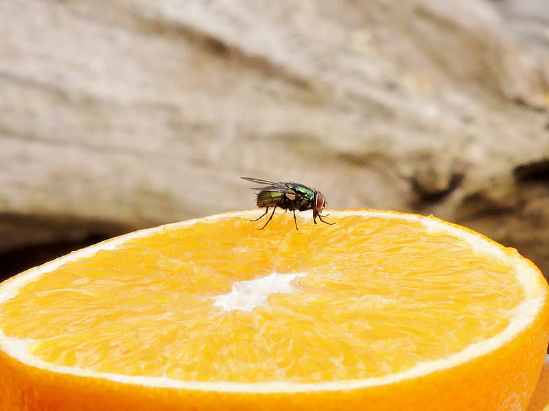 Vitamin C For A Fly, graphy, Orange, Nature, Fly, HD wallpaper