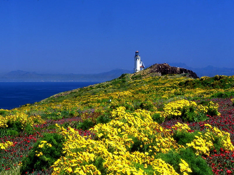 Lighthouse springtime flowers, colorful, bonito, clouds, sea, nice, bright, flowers, light, blue, lovely, springtime, ocean, spring, sky, lighthouse, waters, summer, nature, meadow, field, HD wallpaper