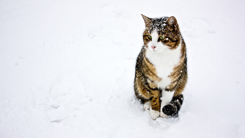 Gorgeous Cat, poised, lovely, snow, cat, gorgeous, winter, HD wallpaper