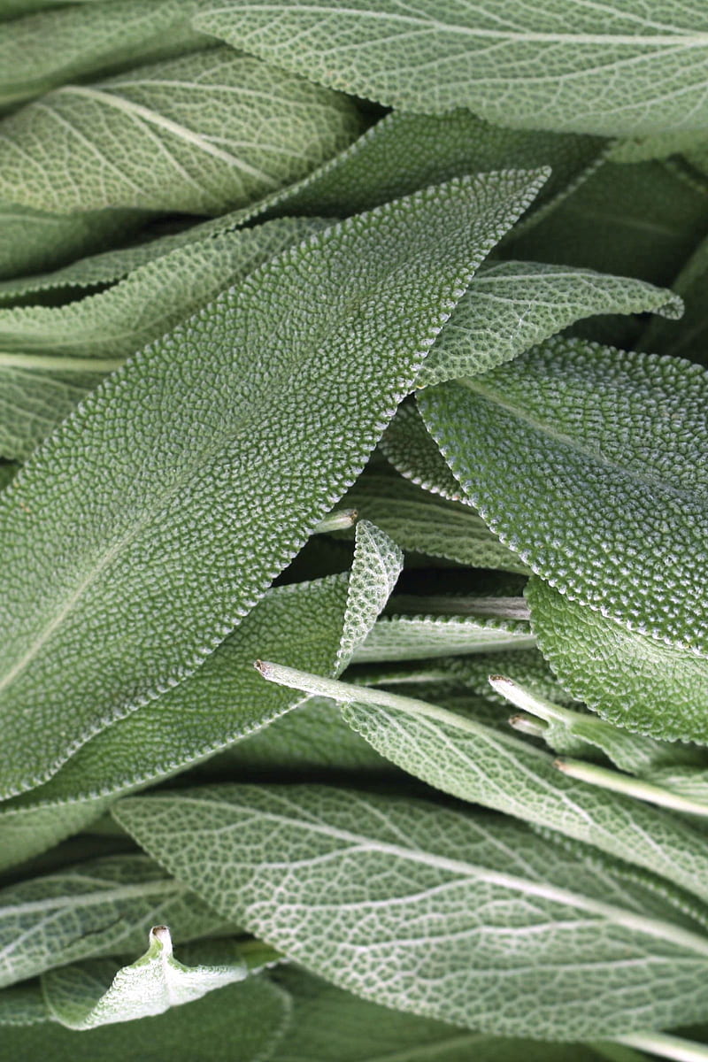 Sage, herb, aromatic, HD phone wallpaper