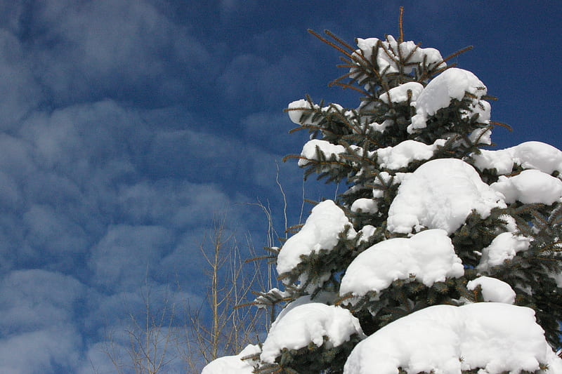 Tree and Clouds; Teton Village, Wyoming, Teton Village, Recreation, Wyoming, Skiing, Scenic, Teton Mountains, Vacation, HD wallpaper