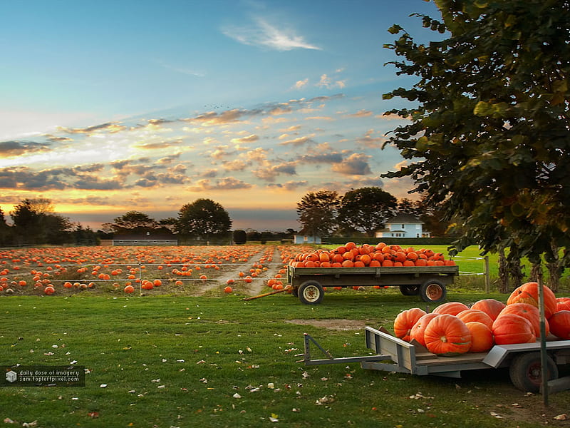 Pumpkin Patch, fall, harvest, autumn, pumpkins, HD wallpaper