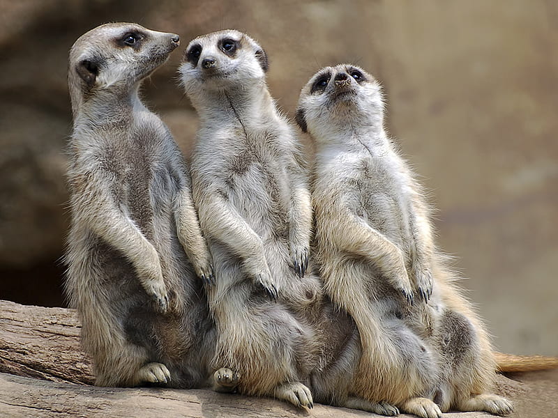 Three meerkats, meerkat, standing, three, animal, africa, HD wallpaper