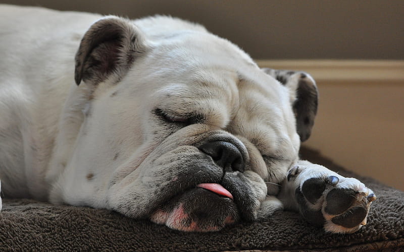 American Bulldog, sleeping dog, funny dog, dogs, muzzle, cute animals, pets, American Bulldog Dog, HD wallpaper