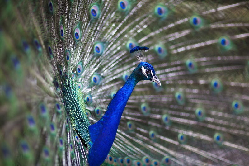 Peacock, bird, green, feather, tail, blue, HD wallpaper