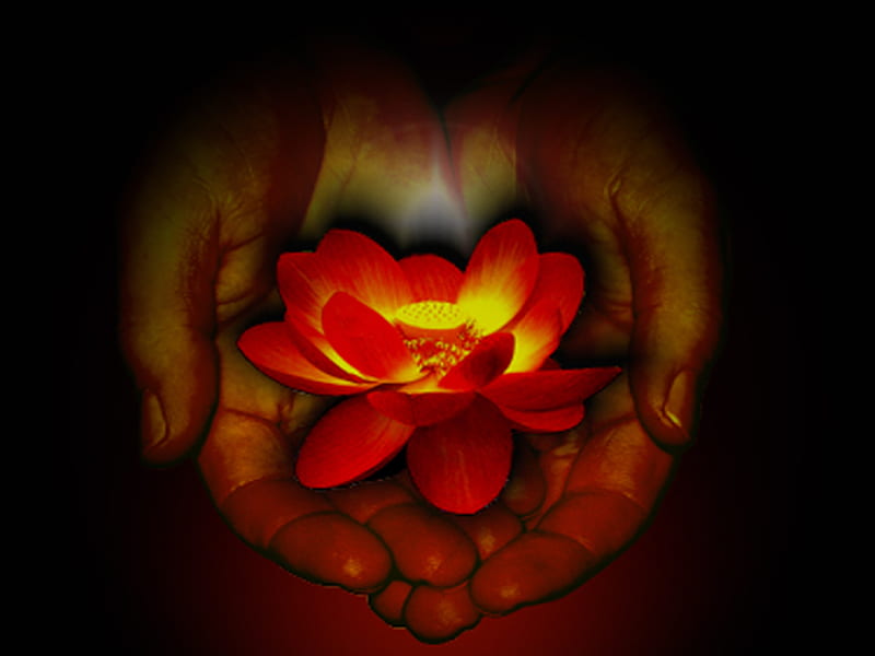 Offering A Flower, hands, good will, friend, glowing, friendship, love, flower, joy, HD wallpaper