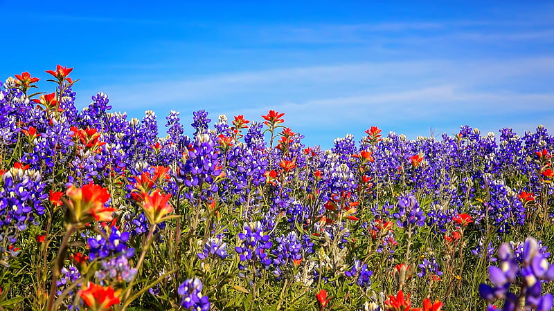 Bluebonnets, pretty, lovely, summer, spring, bonito, sky, field, HD wallpaper